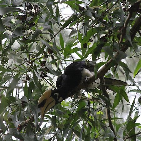 Готель Hornbill Hut Ко-Фаям Екстер'єр фото
