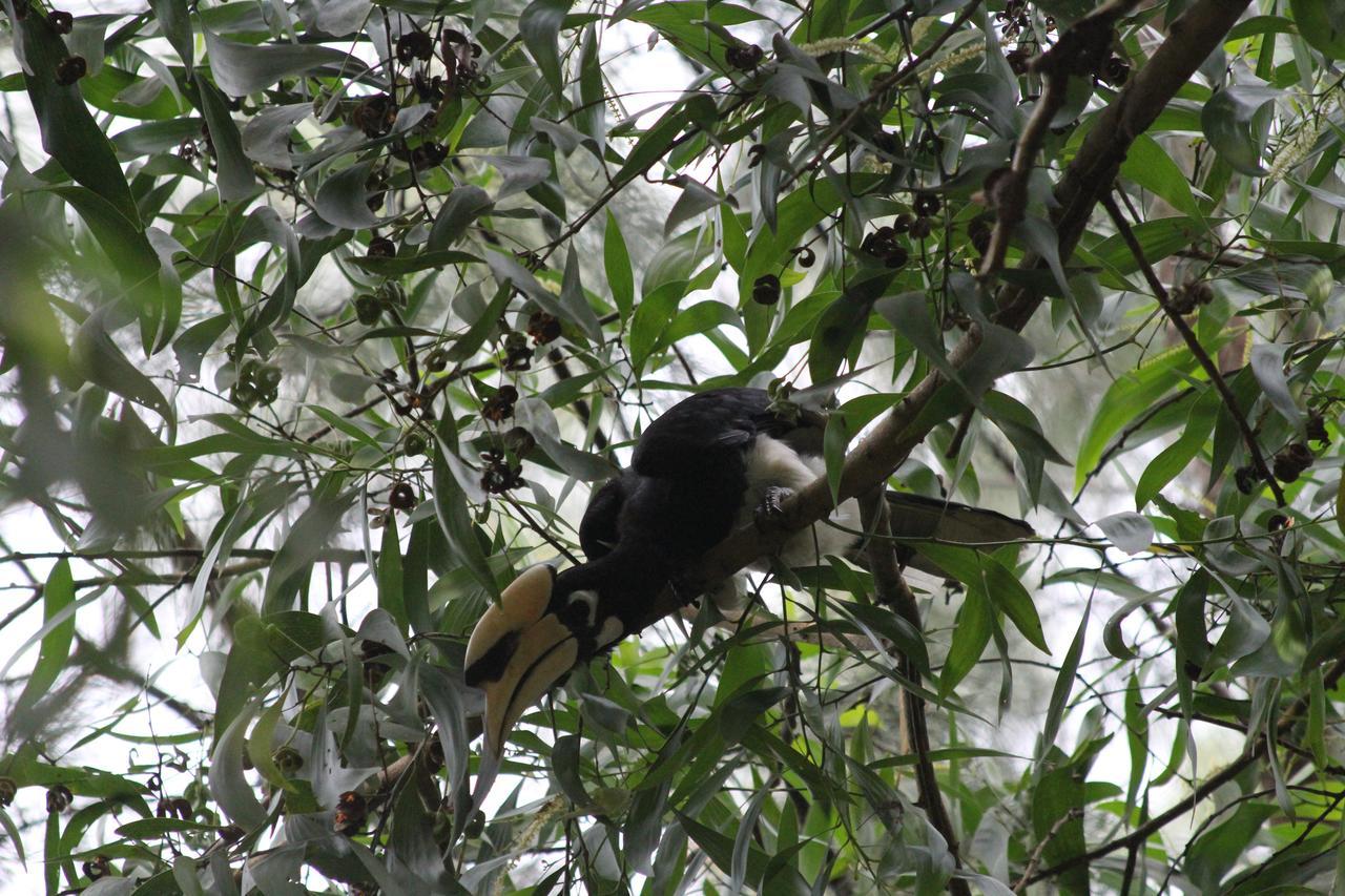 Готель Hornbill Hut Ко-Фаям Екстер'єр фото